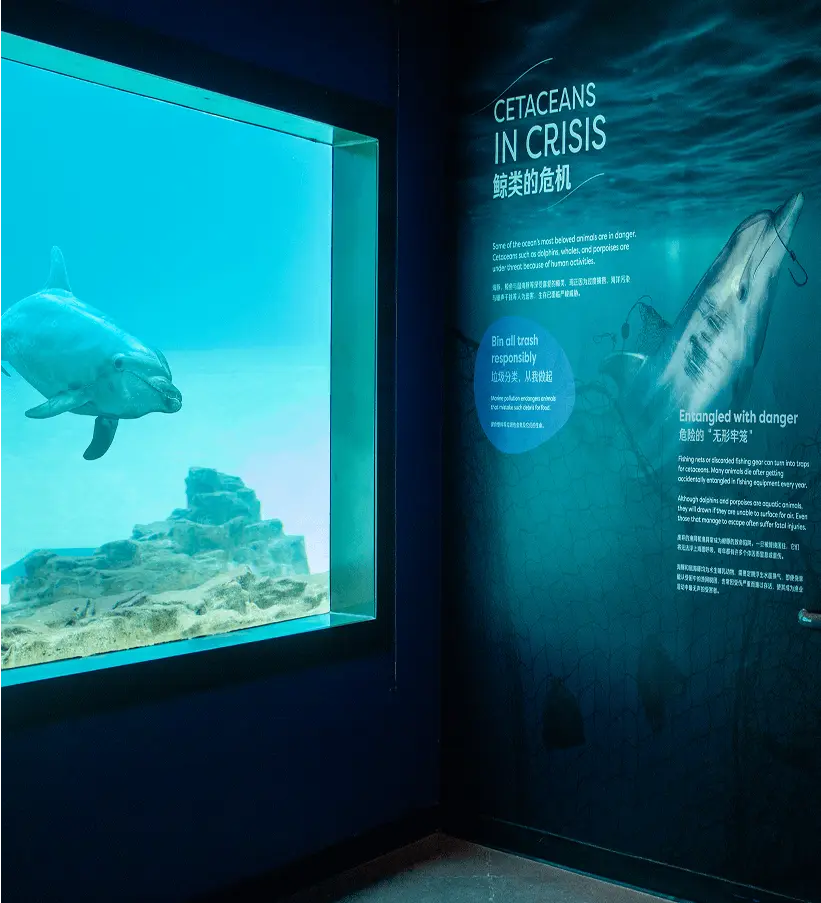 Dolphin exhibit graphic for Singapore Oceanarium